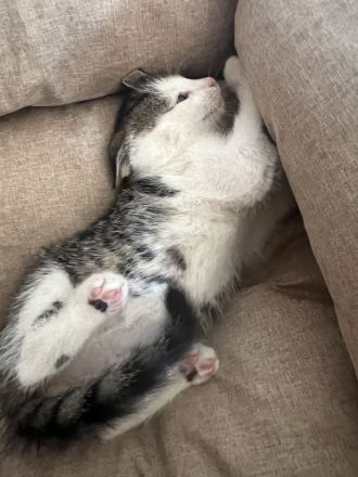 5 Süße EKH-Kitten suchen ihr Für-immer-Zuhause Anfang Juli