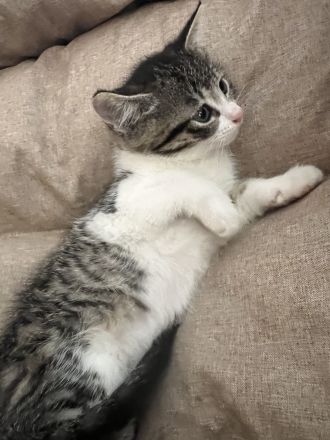 5 Süße EKH-Kitten suchen ihr Für-immer-Zuhause Anfang Juli