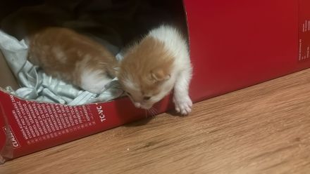 3 wundervolle Baby kitten
