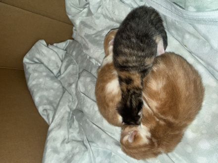 3 wundervolle Baby kitten