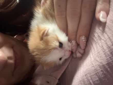 3 wundervolle Baby kitten