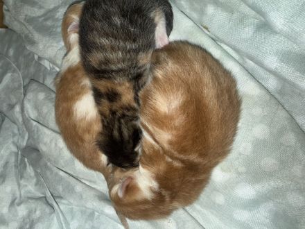 3 wundervolle Baby kitten