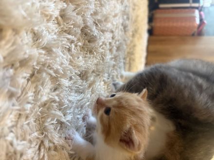 3 wundervolle Baby kitten 2 kitten noch verfügbar