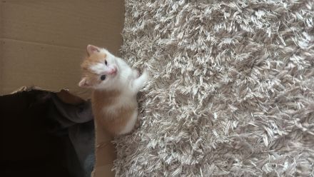 3 wundervolle Baby kitten 2 kitten noch verfügbar