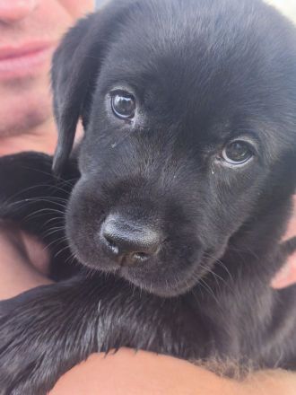 Labrador Welpe