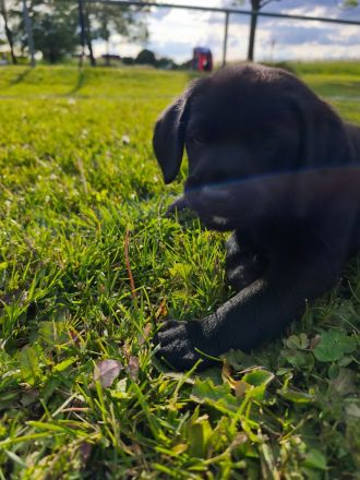 Labrador Welpe