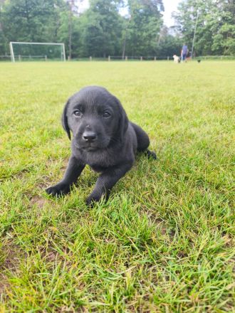 Labrador Welpe