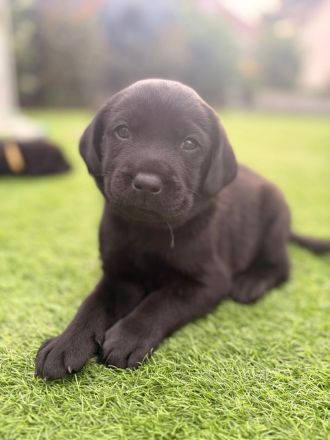 Labrador Welpe