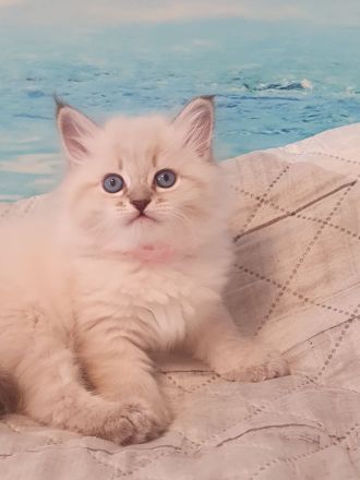 Neva Masquarade Kitten