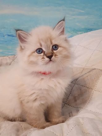 Neva Masquarade Kitten