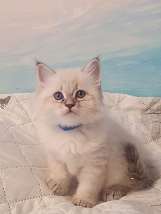 Neva Masquarade Kitten