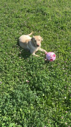 Reinrassiger Labrador Rüde