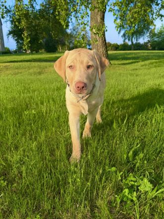 Reinrassiger Labrador Rüde