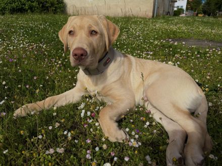 Reinrassiger Labrador Rüde