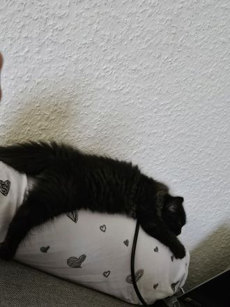 BKH / BLH Kater sucht ein neues Zuhause