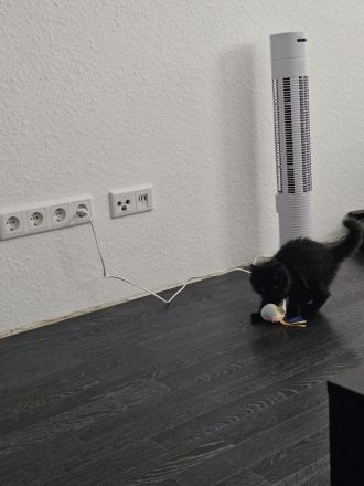 BKH / BLH Kater sucht ein neues Zuhause