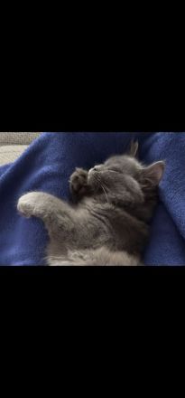 Bkh kitten 3x weiblich
