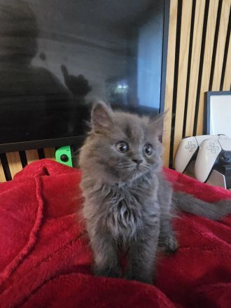 Bkh kitten 1x weiblich