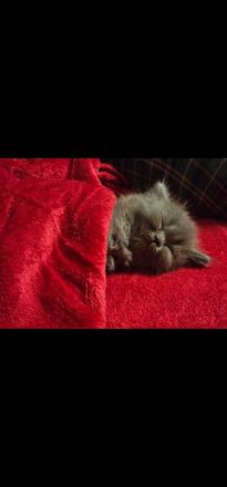 Bkh kitten 3x weiblich