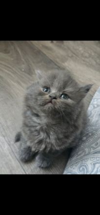 Bkh kitten 3x weiblich