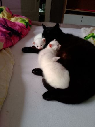 3 Weiße Katzen