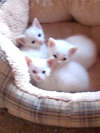 3 Weiße Katzen