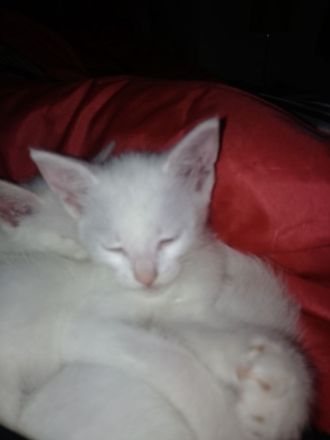 3 Weiße Katzen