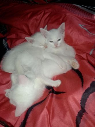 3 Weiße Katzen