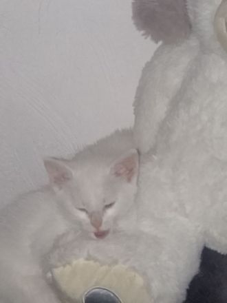 3 Weiße Katzen