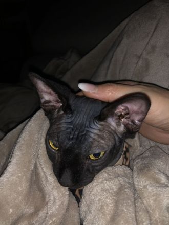 Sphynx katze weiblich