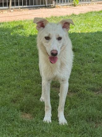 Blanco, agiler Hund mit viel Potenzial zum ausgeglichenen, anhänglichen Begleiter, 2J, 48cm