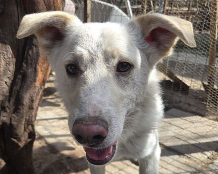 Blanco, agiler Hund mit viel Potenzial zum ausgeglichenen, anhänglichen Begleiter, 3J, 54cm