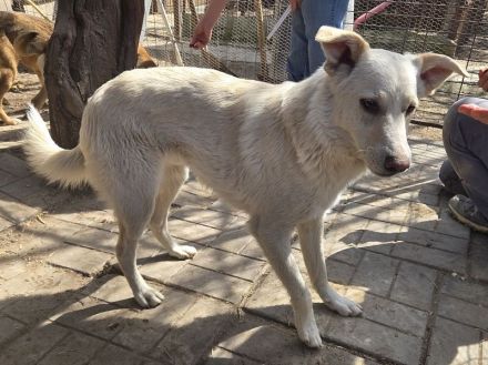 Blanco, agiler Hund mit viel Potenzial zum ausgeglichenen, anhänglichen Begleiter, 3J, 54cm