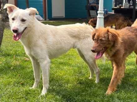 Blanco, agiler Hund mit viel Potenzial zum ausgeglichenen, anhänglichen Begleiter, 2J, 48cm