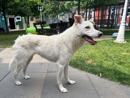 Blanco, agiler Hund mit viel Potenzial zum ausgeglichenen, anhänglichen Begleiter, 2J, 48cm