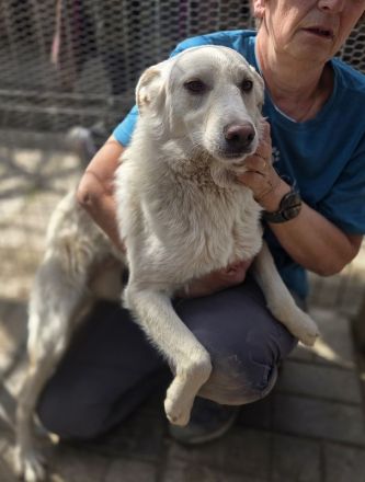 Blanco, agiler Hund mit viel Potenzial zum ausgeglichenen, anhänglichen Begleiter, 3J, 54cm