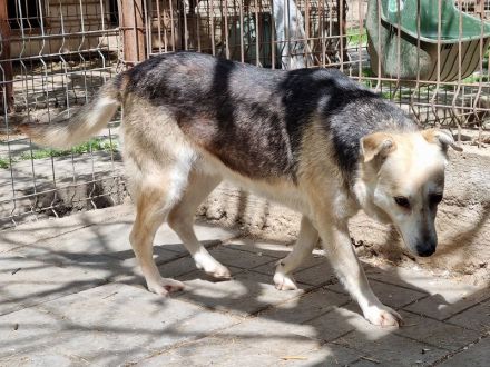 Jelka, sensible Hündin mit Potenzial wartet auf ihre Chance bei verständnisvollen Menschen, 3J, 46cm