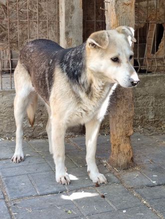 Jelka, sensible Hündin mit Potenzial wartet auf ihre Chance bei verständnisvollen Menschen, 3J, 46cm