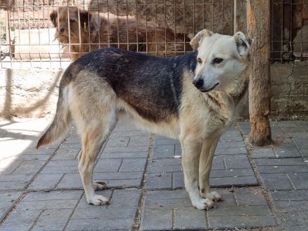 Jelka, sensible Hündin mit Potenzial wartet auf ihre Chance bei verständnisvollen Menschen, 3J, 46cm