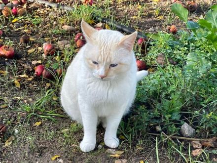 Bobby, ein ganz, ganz lieber Katermann, braucht ein Zuhause
