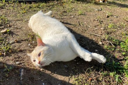 Bobby, ein ganz, ganz lieber Katermann, braucht ein Zuhause