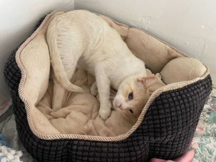 Bobby, ein ganz, ganz lieber Katermann, braucht ein Zuhause