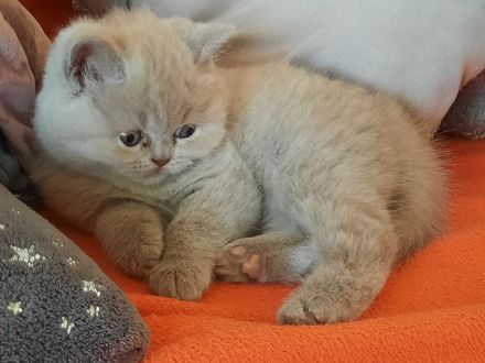 Bkh Kitten