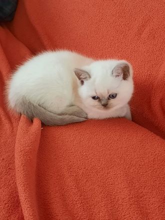 Bkh Kitten