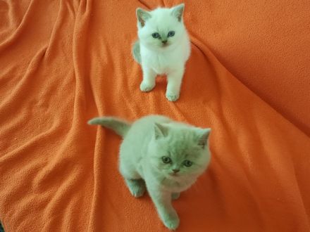 Bkh Kitten