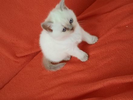 Bkh Kitten