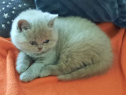 Bkh Kitten
