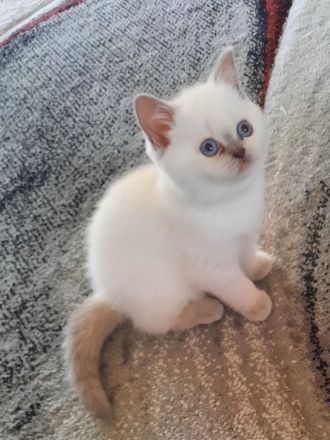 Bkh Kitten