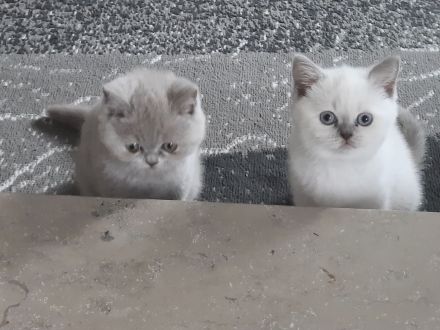 Bkh Kitten