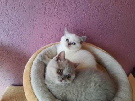 Bkh Kitten